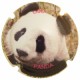 Baireda X-120562 (Panda)